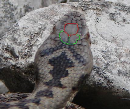 Vipera berus